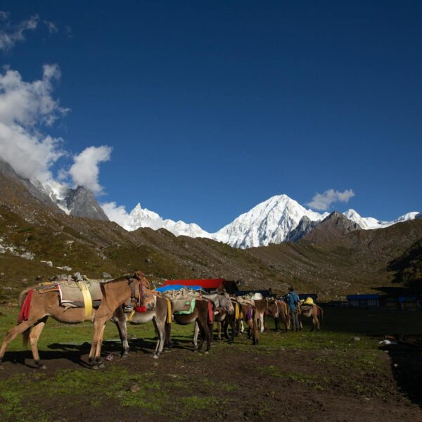 A line of loaded pack horses in a mountainous landscape with snow-covered peaks in the background and a cluster of blue-roofed buildings to the right under a clear blue sky.