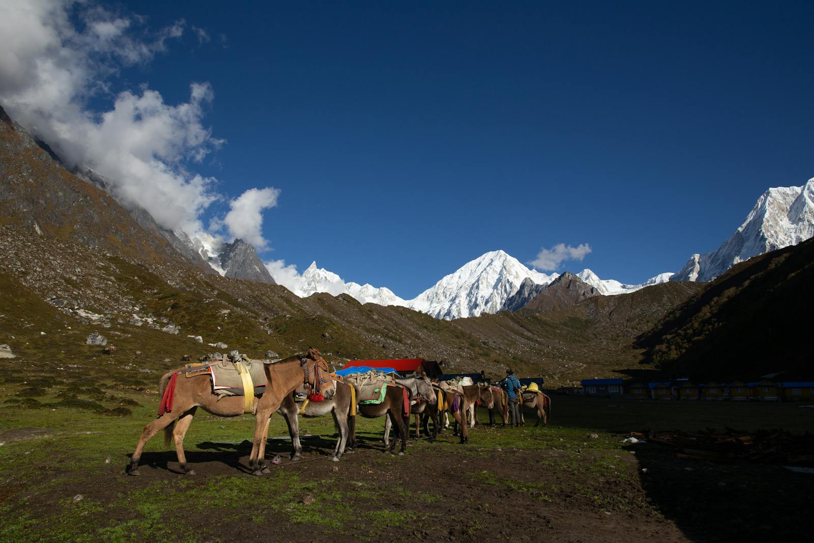 Rast einer Muli-Herde mit hohen Bergen im Hintergrund