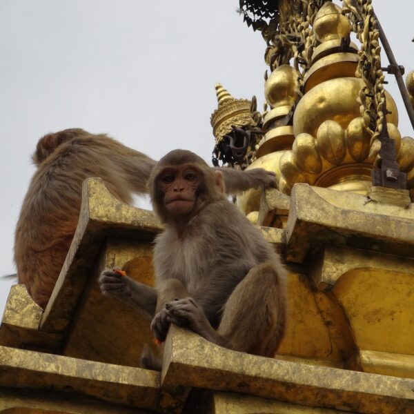 A monkey sitting on the golden edges of a temple structure with another monkey's tail visible in the background.
