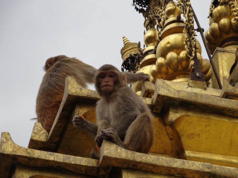 A monkey sitting on the golden edges of a temple structure with another monkey's tail visible in the background.