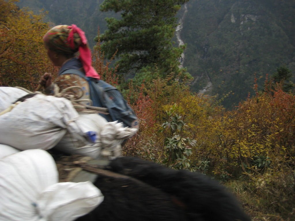 A person with a colorful headscarf is seen from the back, walking along a mountain path with loaded bags, likely carrying supplies. The forested mountain landscape with autumn colors is visible in the background. The image is taken in motion, resulting in some blur.