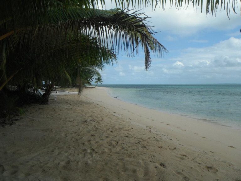 A tranquil beach scene with palm trees overhanging a sandy shore leading to a calm, clear ocean under a partly cloudy sky.