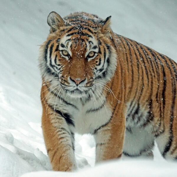 A tiger with snowflakes on its fur walking towards the camera in a snowy environment.