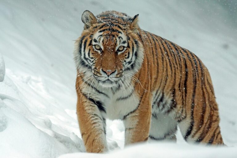 A tiger with snowflakes on its fur walking towards the camera in a snowy environment.
