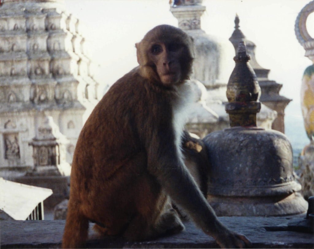 A monkey sitting in front of ornate temple architecture, with detailed stone carvings and bell structures visible in the blurry background.