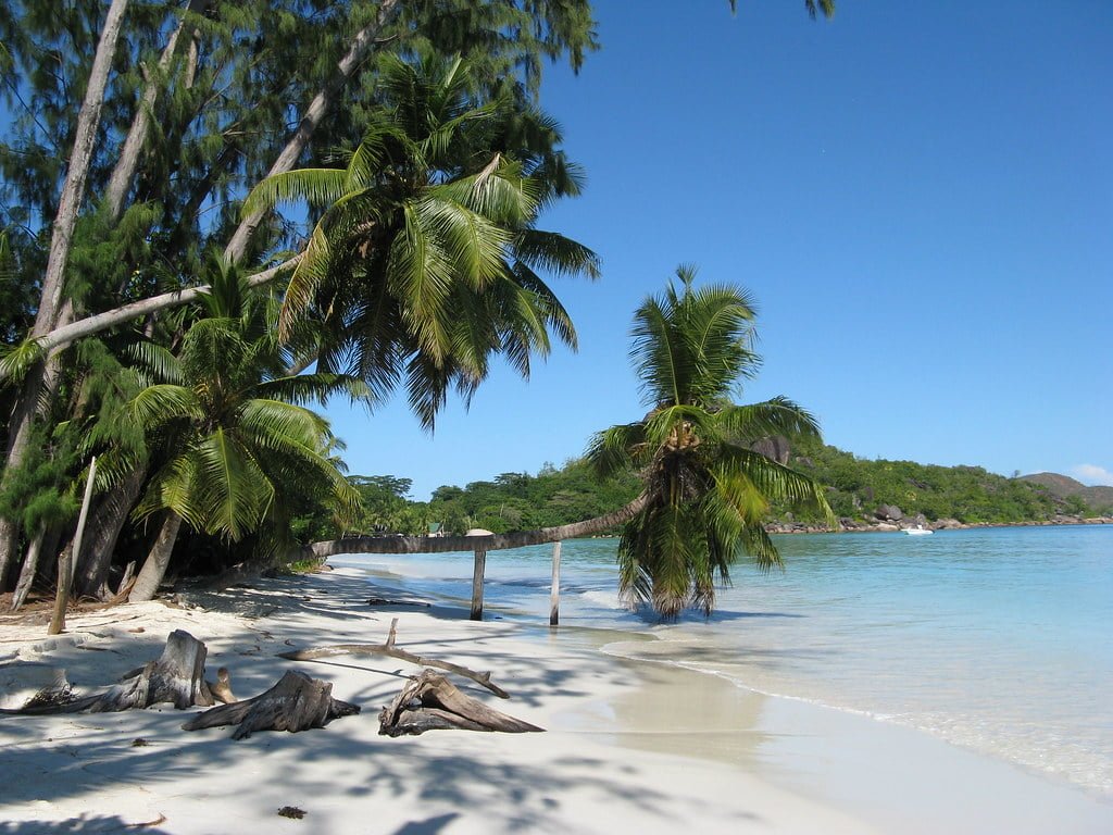 Alt text: Tropical beach with clear blue water, white sand, palm trees, and driftwood under a bright blue sky.