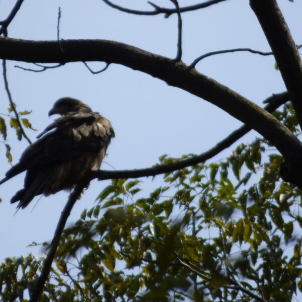 A bird of prey perched on a branch of a leafy tree, with a clear sky in the background.
