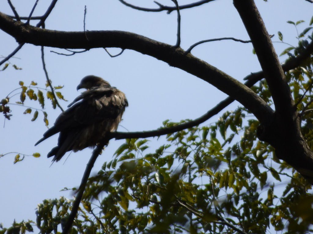 A bird of prey perched on a branch of a leafy tree, with a clear sky in the background.