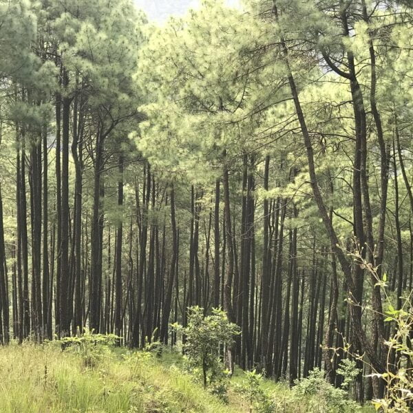 A dense forest of tall pine trees with slender trunks and sparse underbrush on a sunny day.