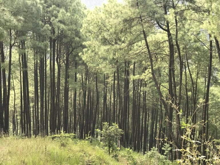 A dense forest of tall pine trees with slender trunks and sparse underbrush on a sunny day.