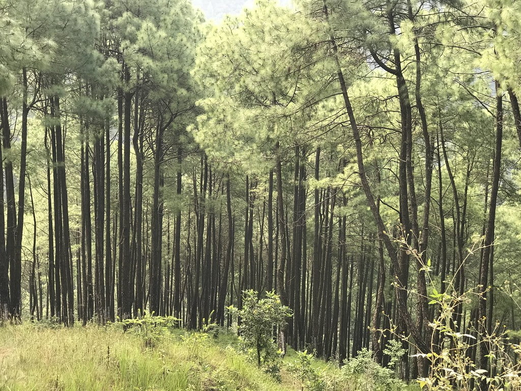 A dense forest of tall pine trees with slender trunks and sparse underbrush on a sunny day.