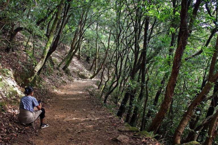 A person sitting on a rock using a smartphone on a forest trail surrounded by dense greenery and trees.