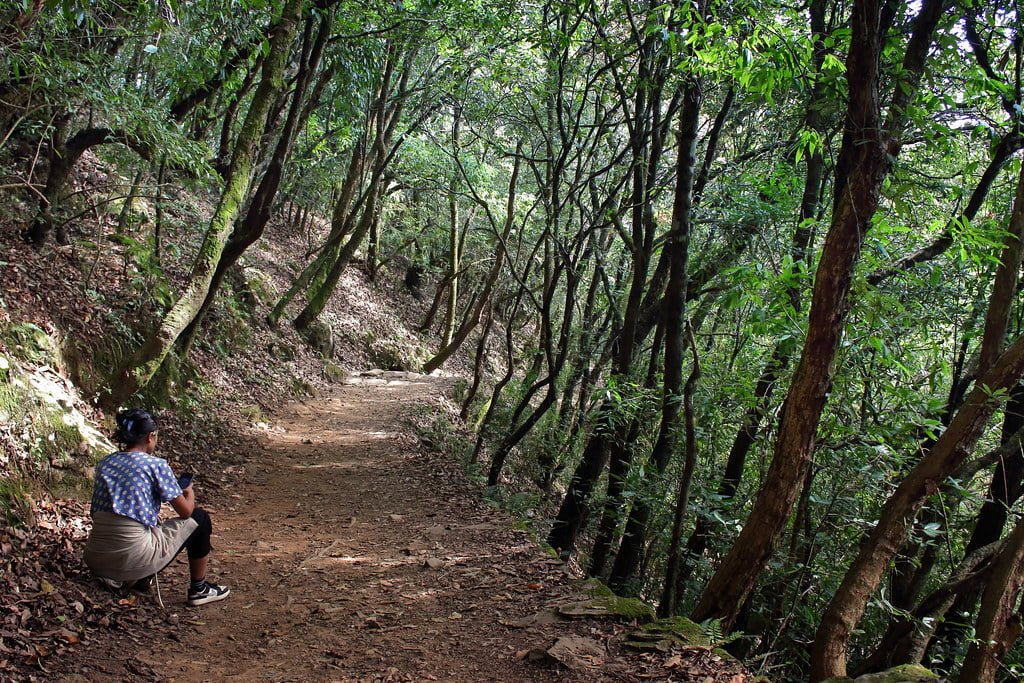 A person sitting on a rock using a smartphone on a forest trail surrounded by dense greenery and trees.