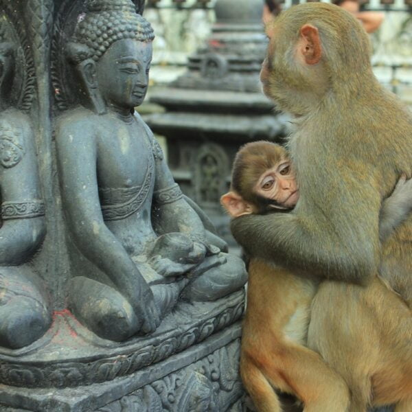 A baby monkey clinging to its parent in front of a stone Buddha statue.