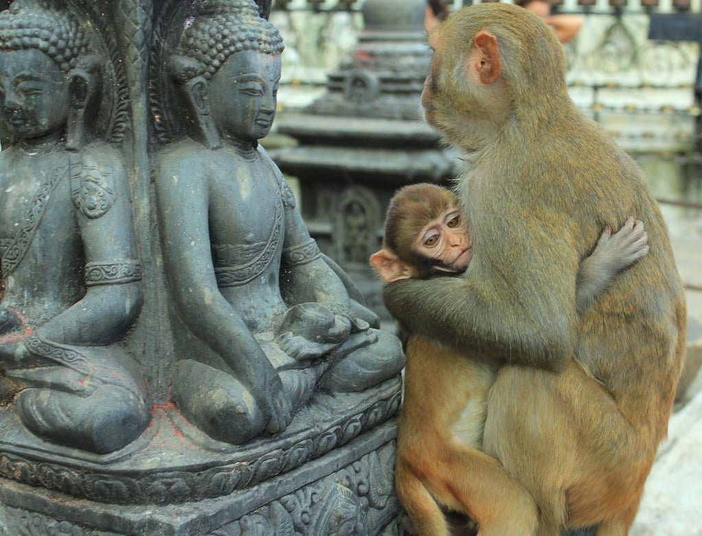 A baby monkey clinging to its parent in front of a stone Buddha statue.