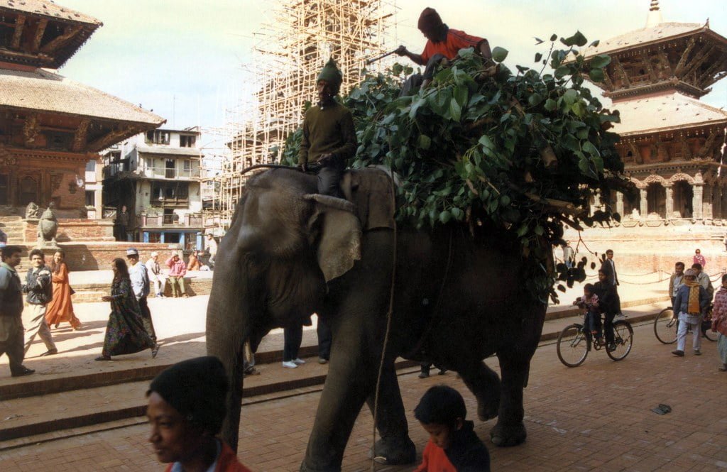 An elephant carrying a large load of foliage and being ridden by two people walks through a busy square with traditional buildings and scaffolding in the background, while various people go about their activities including walking and cycling.