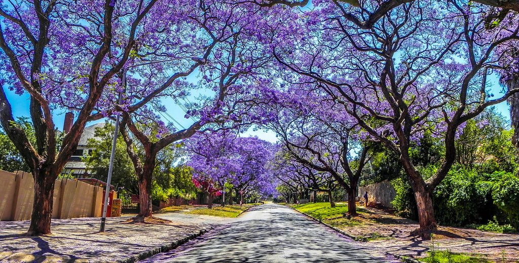 A tree-lined street with blooming purple jacaranda trees casting shadows on the pavement under a clear blue sky.