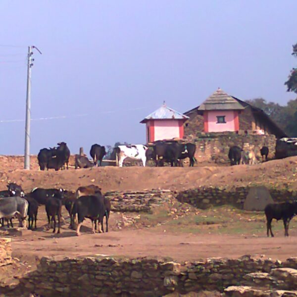 A herd of cattle in front of traditional buildings with red roofs in a rural setting with stone walls and electrical poles.