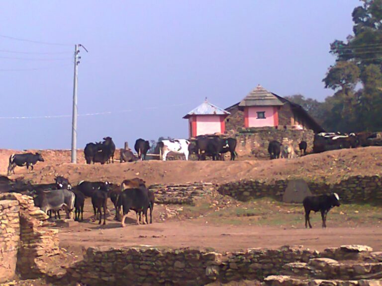 A herd of cattle in front of traditional buildings with red roofs in a rural setting with stone walls and electrical poles.