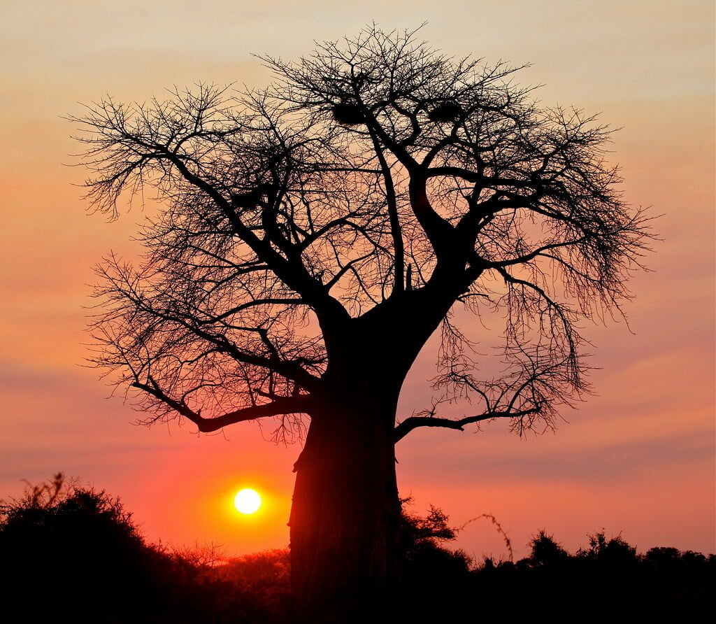 Silhouetted baobab tree against a vibrant sunrise with warm orange and pink sky.