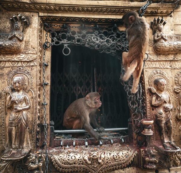 Two monkeys are seen around an ornate temple doorway adorned with golden statues, one monkey is sitting on the sill and the other is in mid-leap above the door.
