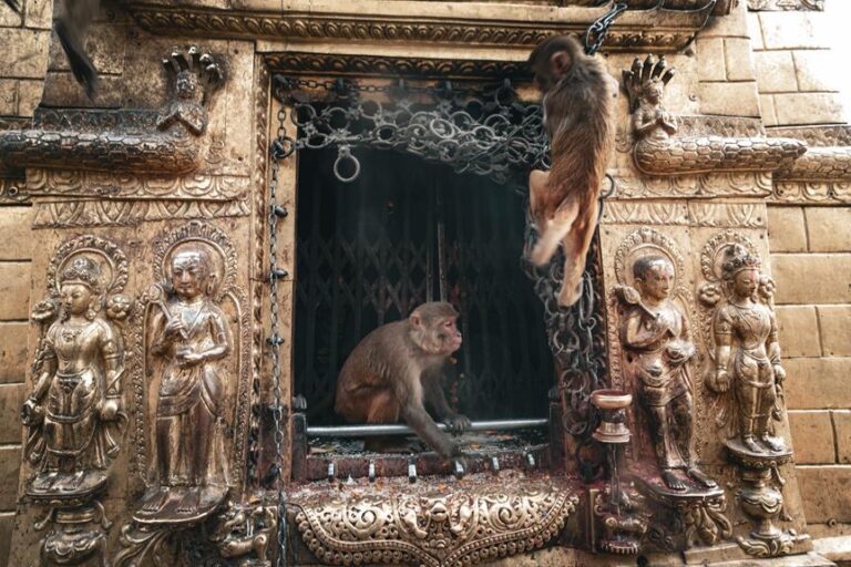 Two monkeys are seen around an ornate temple doorway adorned with golden statues, one monkey is sitting on the sill and the other is in mid-leap above the door.